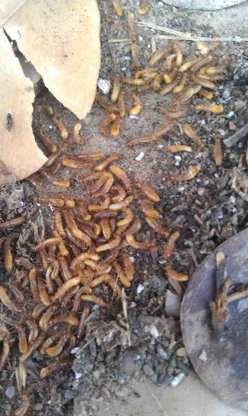 Close-up of termites damaging a wooden structure