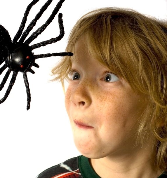 A cute little kid is looking at the black spider in Chicago and Rockford DMA