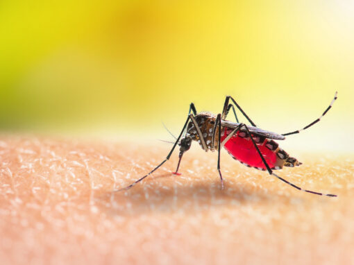 Close-up of a mosquito with a visible red abdomen full of blood, standing on human skin. The details of the mosquito are sharp against a blurred yellow-green background.