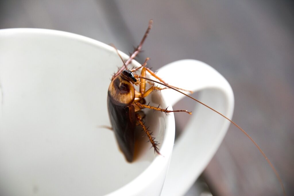 A large cockroach inside a coffee mug in an Indiana home