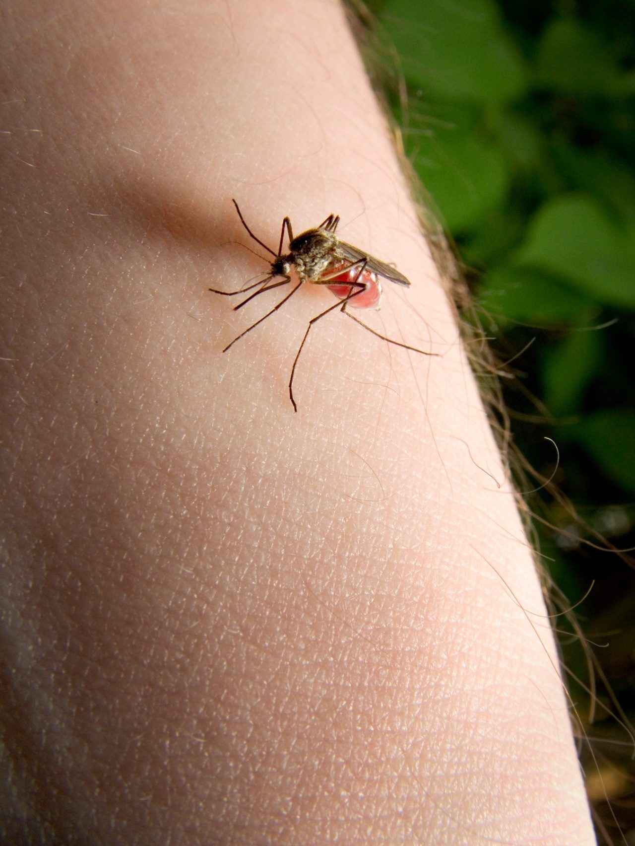 A mosquito biting a person's arm in Northwest Indiana