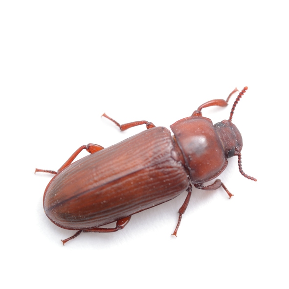 Flour beetle pest control by Franklin Pest Solutions in Northwest Indiana