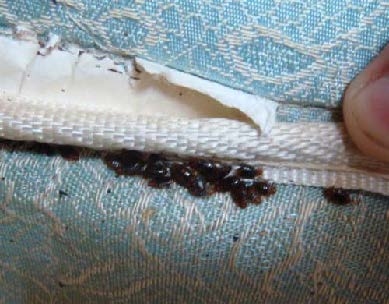 Image of bed bugs coming out from a bed in Indianapolis, IN