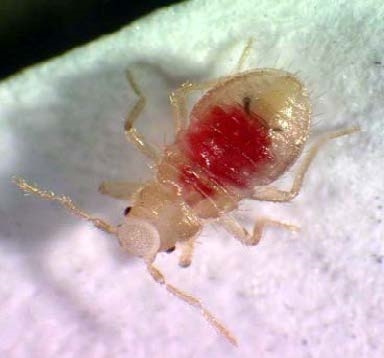 A close image of a bed bug with blood in its body clicked in the Chicago and Rockford areas.