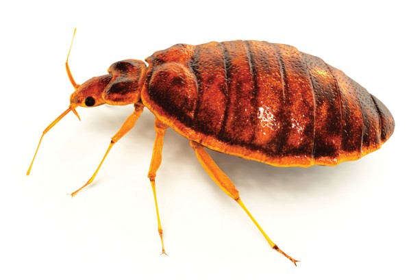 Termite control service is available at Franklin Pest Control in the Chicago and Rockford areas.