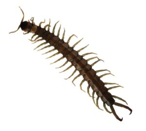 Centipedes pest control service is available in the Chicago and Rockford areas.