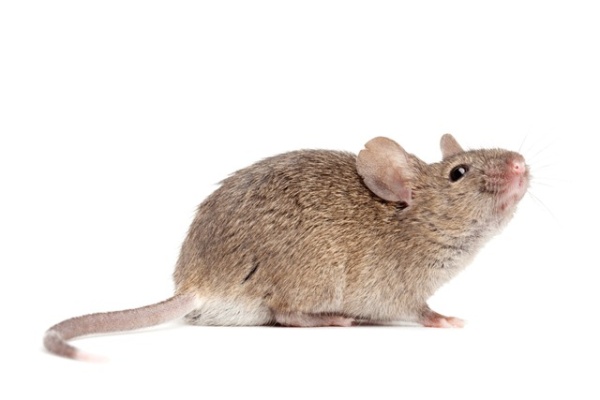 Side view of a rodent showcasing that pest control is available in the Chicago and Rockford areas.