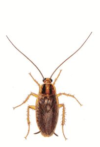 German cockroach pest control service is available in the Chicago and Rockford areas.