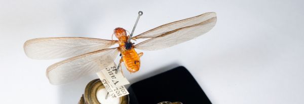 Termite pest control service is available in the Chicago and Rockford areas.