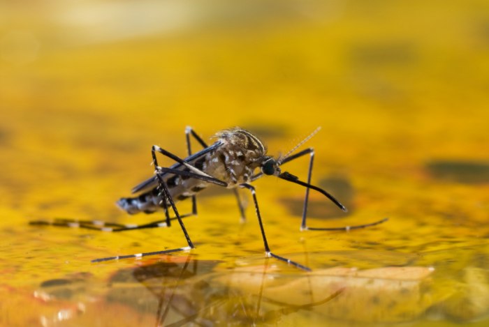 Close-Up of Mosquito