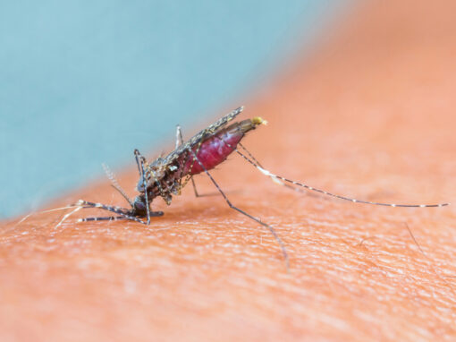 A close-up of a mosquito with a red abdomen, indicating a recent blood meal, standing on human skin—highlighting the importance of effective mosquito control.