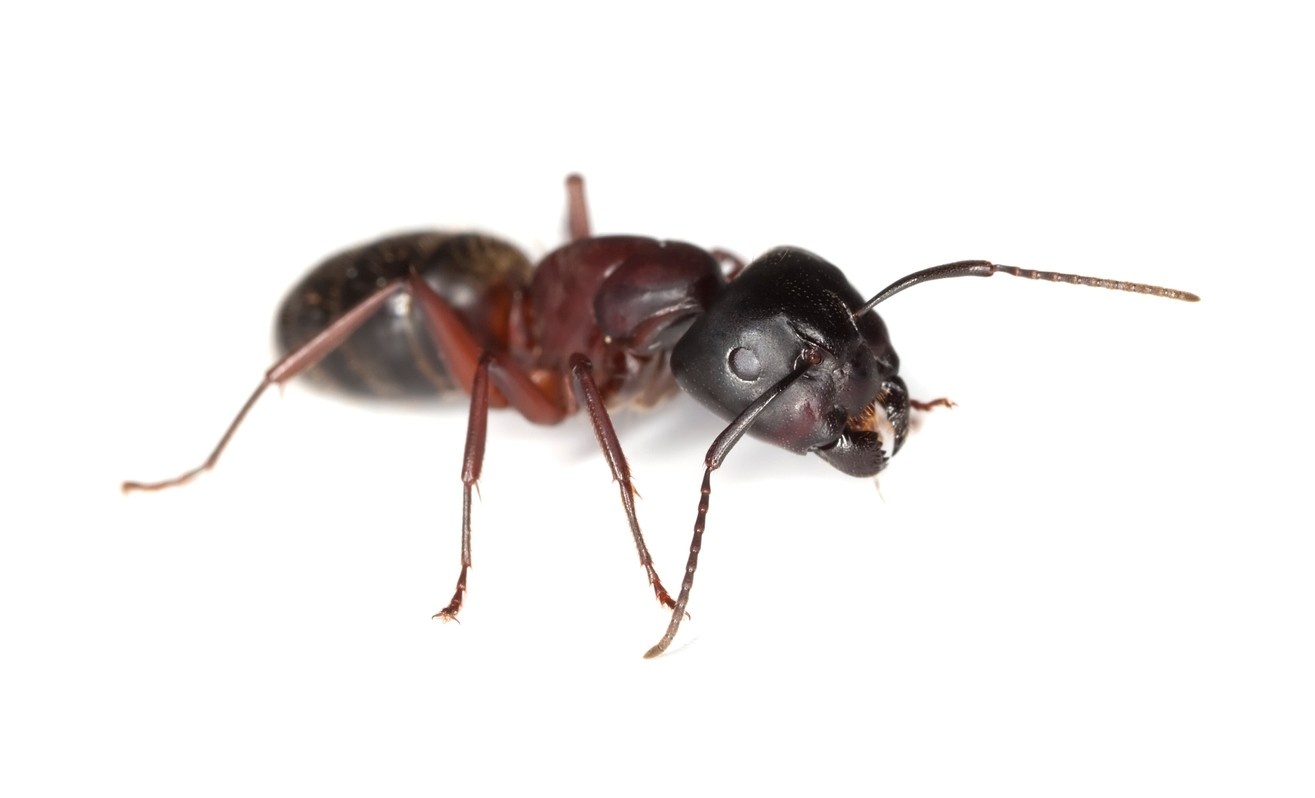 Close-up of black ant on white background, illustrating common household insect and pest control topic