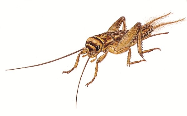 Close-up of cricket insect used to illustrate pest control tips