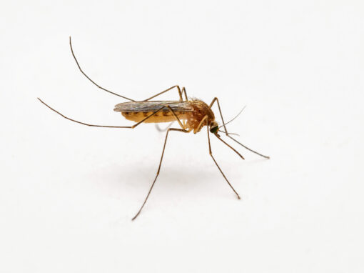 A close-up image of a brown mosquito standing on a white surface, highlighting the importance of effective mosquito control.