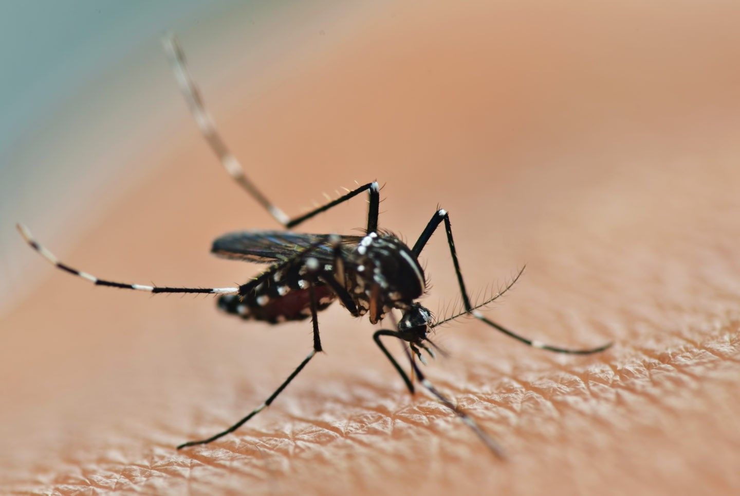 Close-up of mosquito biting human skin, illustrating insect bites and mosquito control concerns