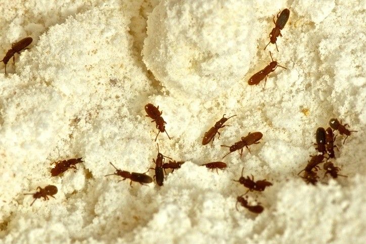 Small reddish-brown pantry beetles crawling across a pile of white flour