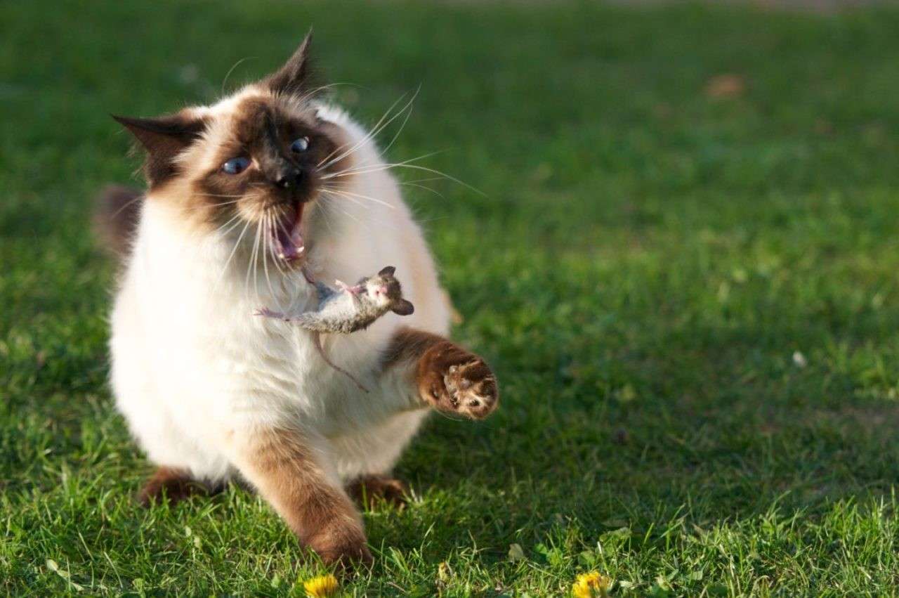 Cat carrying a mouse in its mouth while moving across a grassy lawn