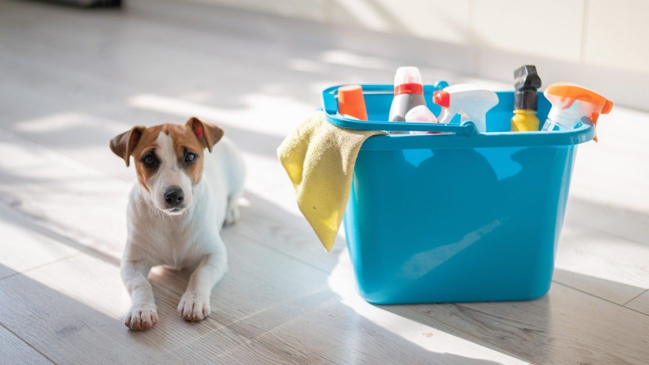 Small dog lying beside a bucket of household cleaning supplies indoors