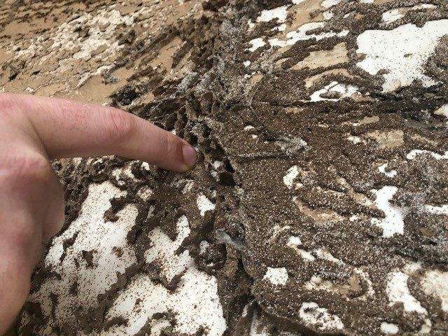 Finger pointing to mud tubes and termite damage on a wooden surface