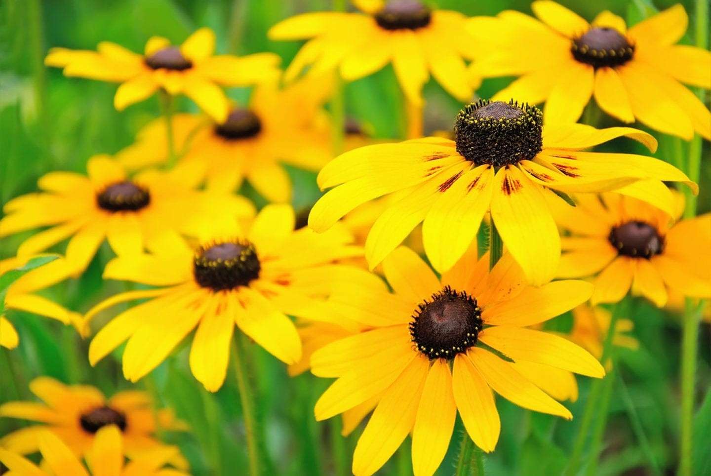 Cluster of bright yellow black-eyed Susan flowers blooming in a garden
