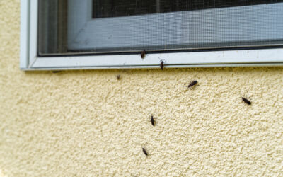 Fall Pests Are Looking for a Way In. Here’s How to Stop Them