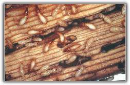 Common signs of termite infestation, including mud tubes and wood damage