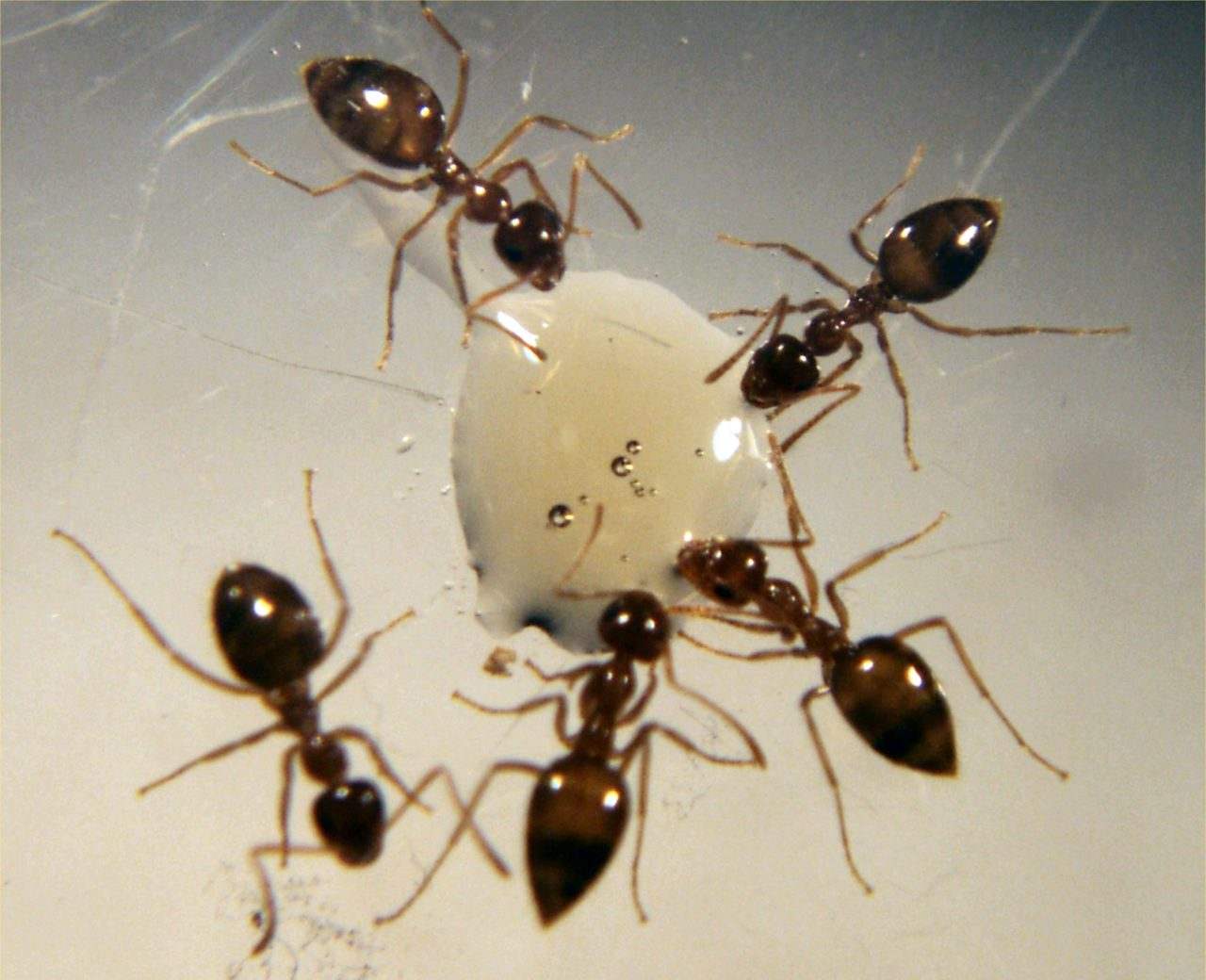 Odorous house ants feeding on a liquid food source during foraging activity