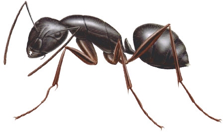 Close view of Carpenter Ant in Chicago and Rockford DMA