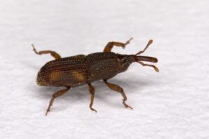 rice weevil