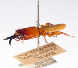 soldier termite