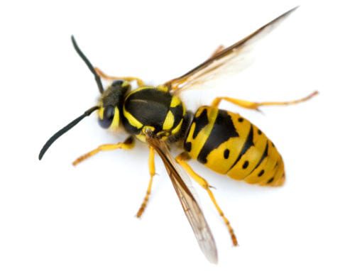 close up of yellowjacket wasp