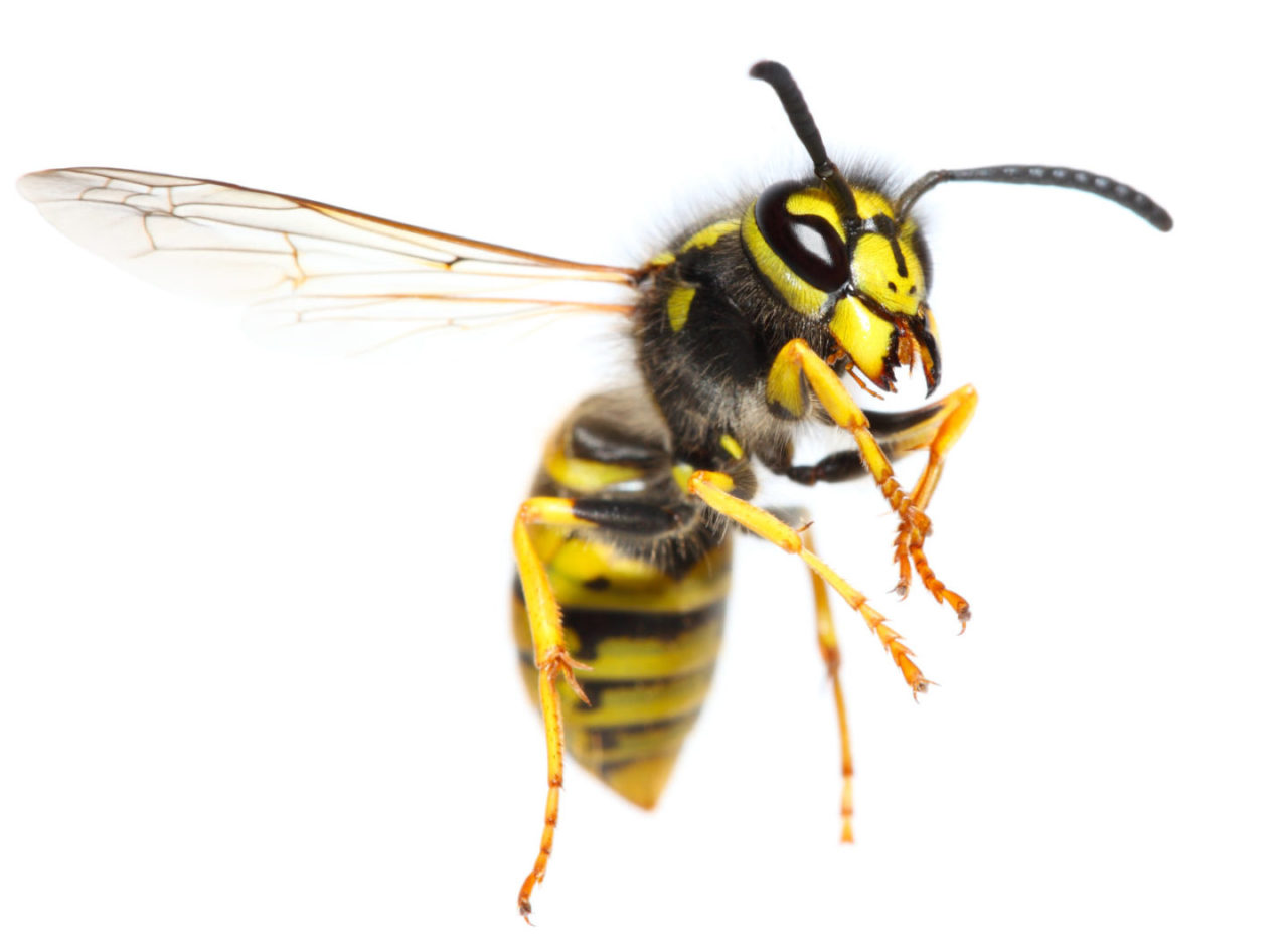 iStock-184372371