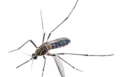 How to Get Rid of Mosquitos