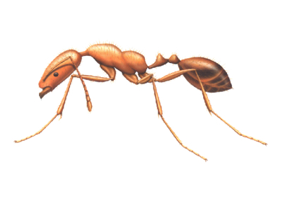 Pharaoh ant, control service available at Franklin Pest Solutions in Chicago and Rockford DMA