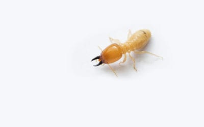 Top 5 Things Attracting Termites to Your Home