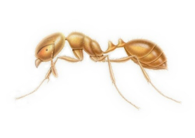 Thief Ant Pest Control Is Available at Franklin Pest Solutions in the Chicago and Rockford DMA