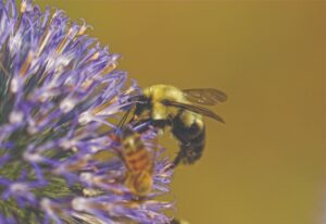 The yellow color honey bee on flower