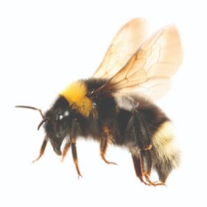 The fuzzy and big Bumble bee