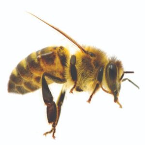 The clear image of Honey bee