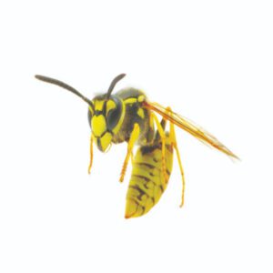 Yellow jackets in black and yellow color pattern