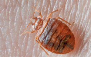 Bed Bug On Skin