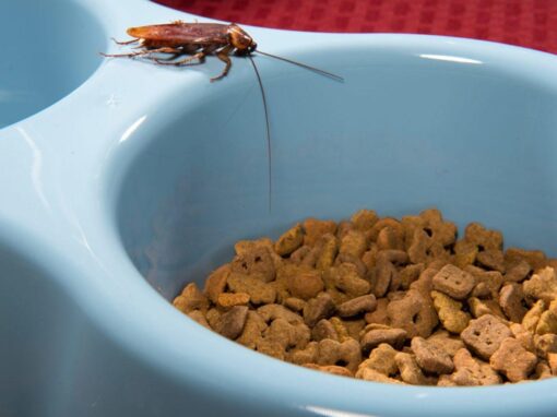 Cockroach resting on a bowl in the kitchen, showing contamination risk in food preparation areas