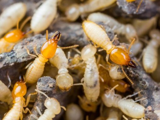 Close up of termites on ground from Franklin Pest Solutions