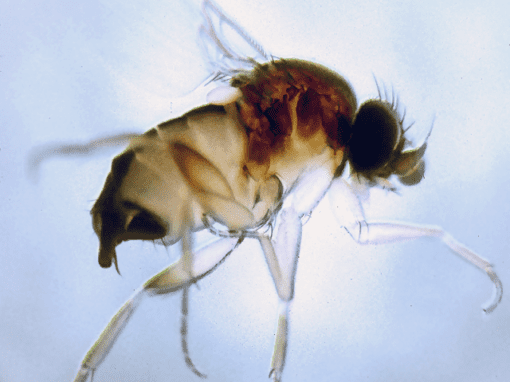 Close-up image of a small Phorid Fly, showing translucent wings, segmented legs, and a dark, rounded head against a light background.