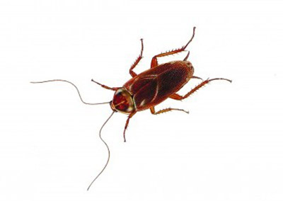 American Cockroach Pest Control Available at Franklin Pest Solutions in the Chicago & Rockford DMA