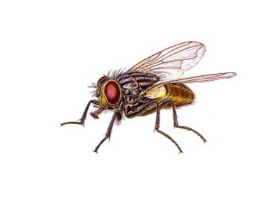 Illustration of a House Fly with large red eyes, transparent wings, and six legs set against a white background.