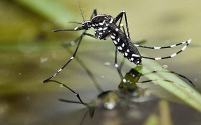 mosquito on water
