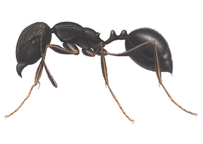 Pavement Ant pest control is available at Franklin Pest Solutions in the Chicago and Rockford DMA.