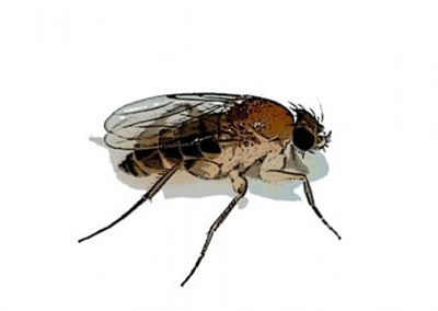 A close-up illustration of a brown Phorid Fly with transparent wings and six legs against a white background.
