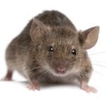 house mouse just one mouse